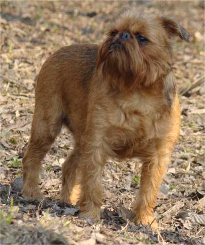 CH. imgosbull HELOISE