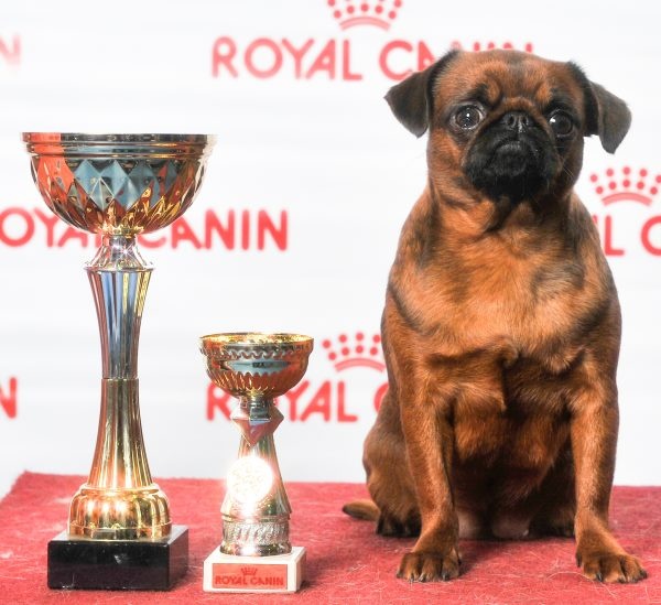 CH. imgosbull Centre of attention