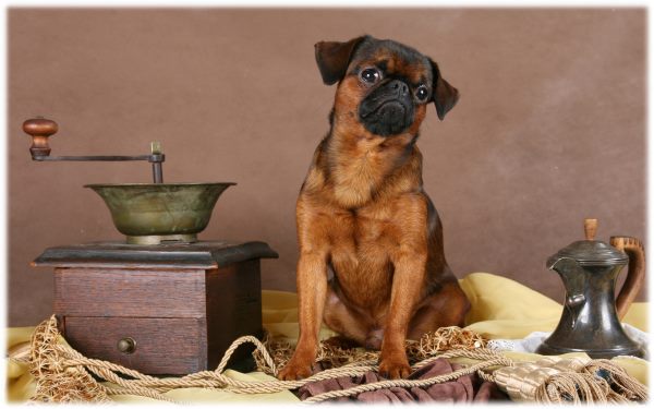 CH. imgosbull Super Trooper