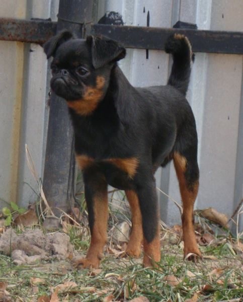 CH. roterr griff Sam for imgosbull