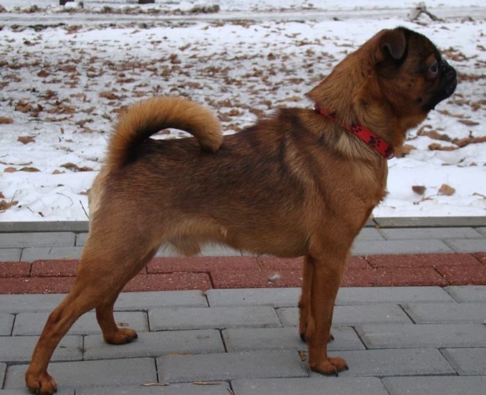 CH. imgosbull Heartfire