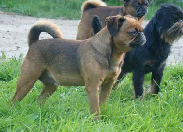 CH. Titre Initial IMGOSBULL TANTSUYUSCHAYA DENEZHKA