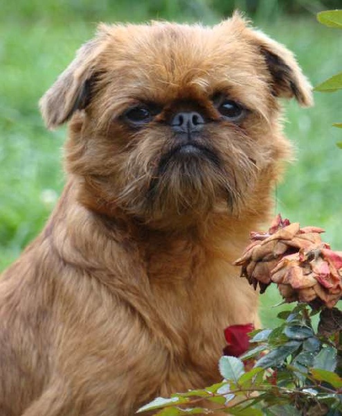 CH. imgosbull It's all about me