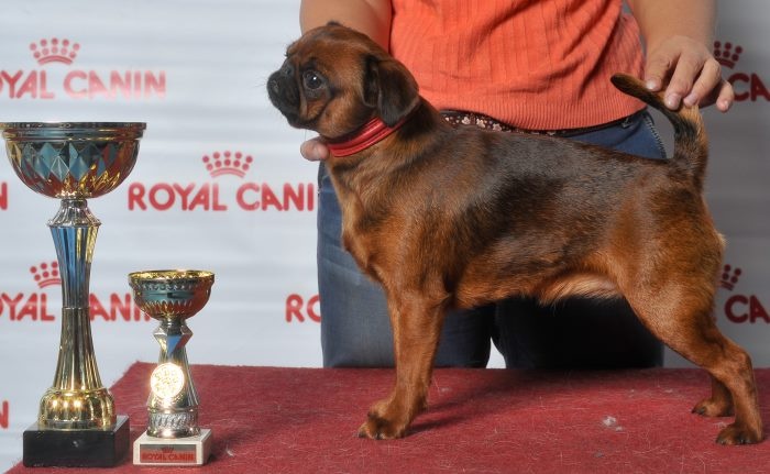 CH. imgosbull Centre of attention