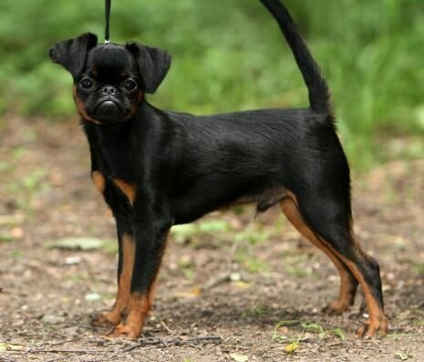 CH. roterr griff Sam for imgosbull