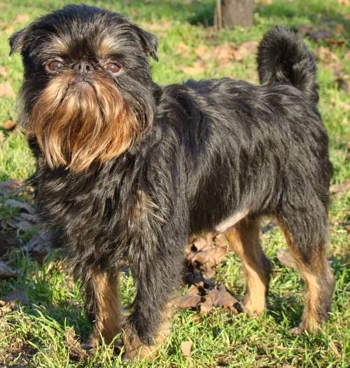 CH. Titre Initial CHARKA BLACK ROYAL OF FIRE