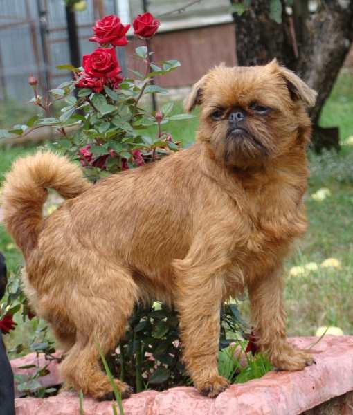 CH. imgosbull It's all about me