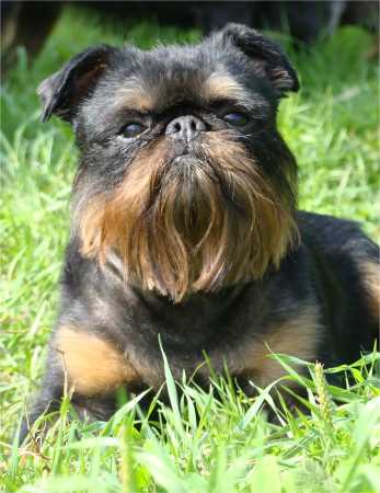 CH. Titre Initial CHARKA BLACK ROYAL OF FIRE