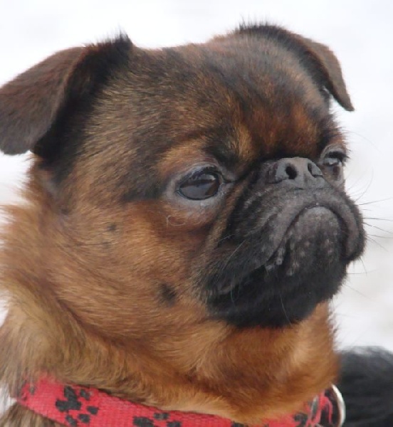 CH. imgosbull Heartfire