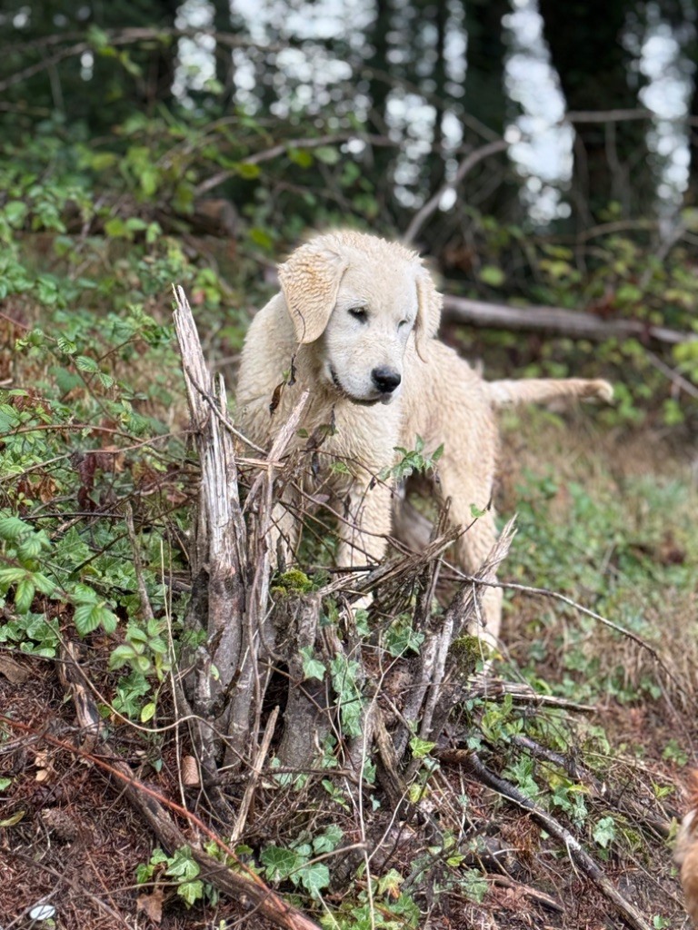 Avalanche d'amour Des Terres d'Amara