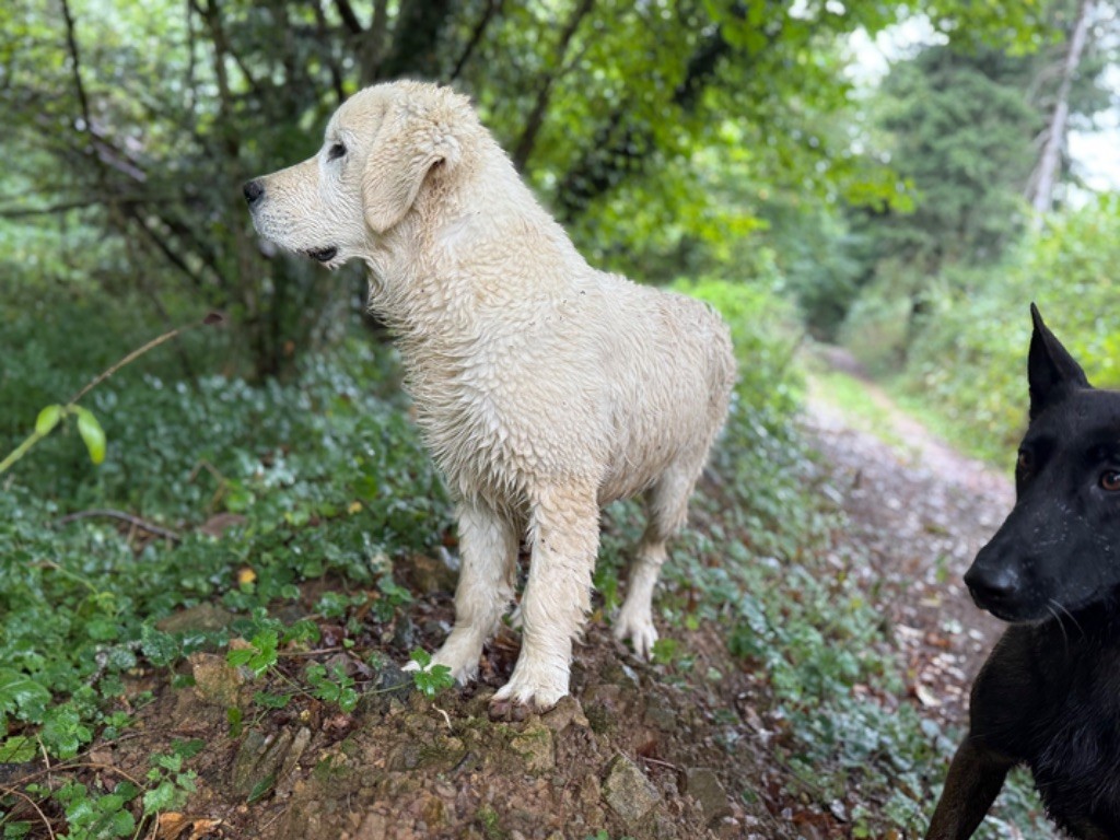 Avalanche d'amour Des Terres d'Amara