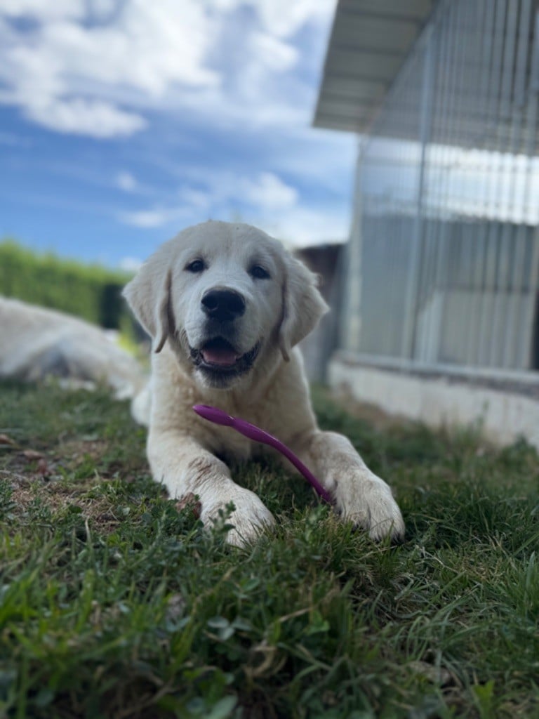 Avalanche d'amour Des Terres d'Amara