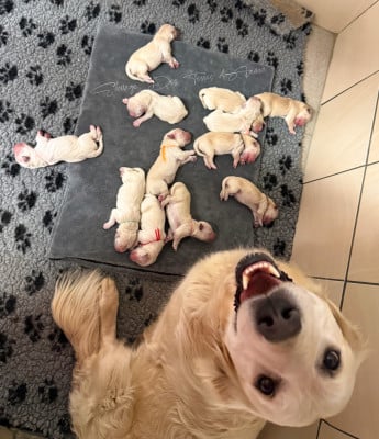 Chiot N°3 - Golden Retriever