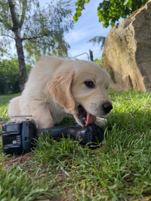 Les chiots de Golden Retriever