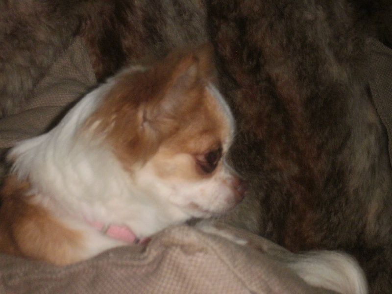 Eluna d'Acca Larentia