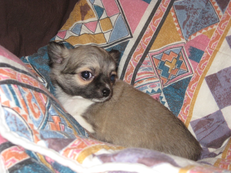 Dj love de la Voie des Péniches