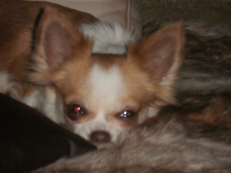 Eluna d'Acca Larentia