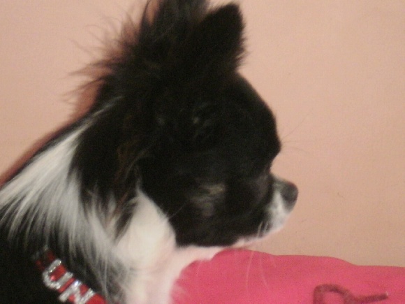 G'junior d'Acca Larentia
