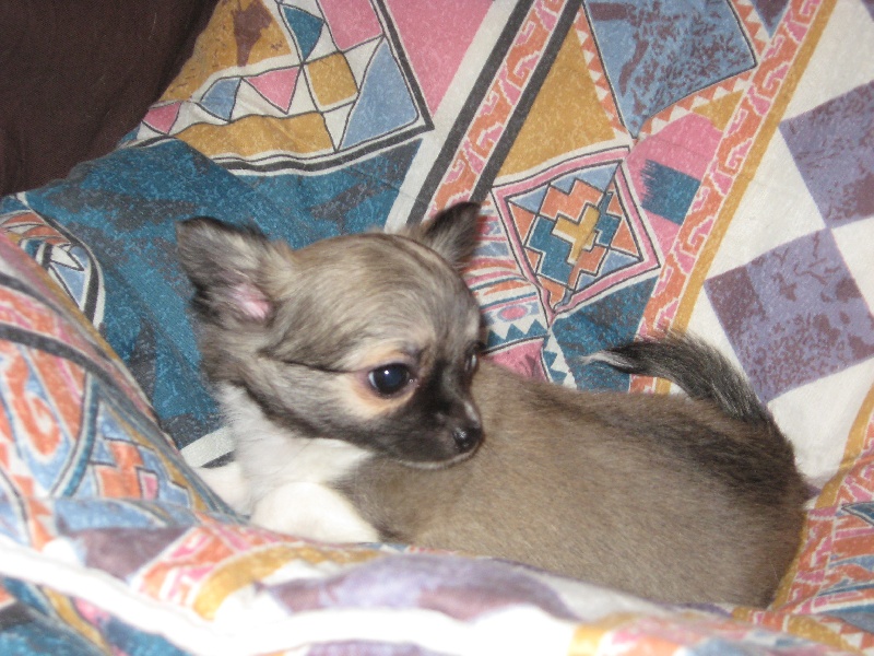 Dj love de la Voie des Péniches