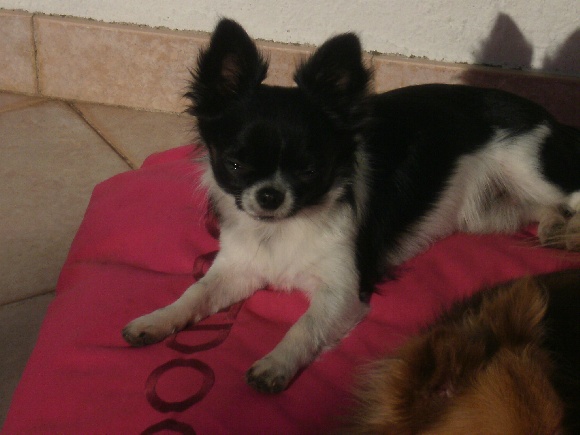 G'junior d'Acca Larentia