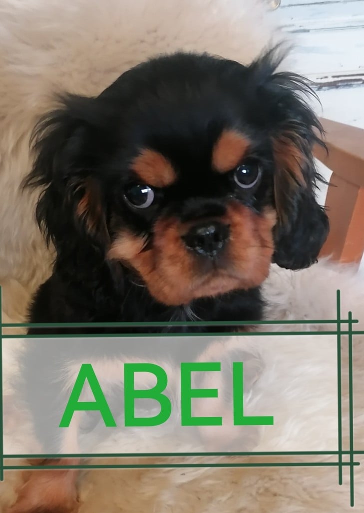 ABEL - Cavalier King Charles Spaniel