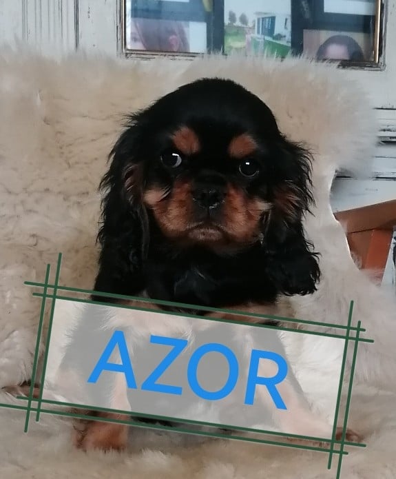 AZOR - Cavalier King Charles Spaniel