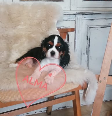 Les chiots de Cavalier King Charles Spaniel