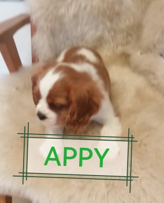 Les chiots de Cavalier King Charles Spaniel