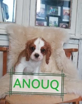 Les chiots de Cavalier King Charles Spaniel