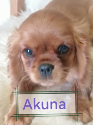 Les chiots de Cavalier King Charles Spaniel