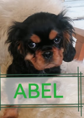 Les chiots de Cavalier King Charles Spaniel