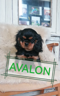 Les chiots de Cavalier King Charles Spaniel