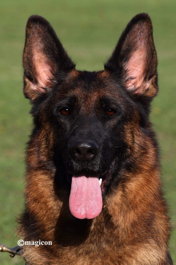 Publication : Du Montgison