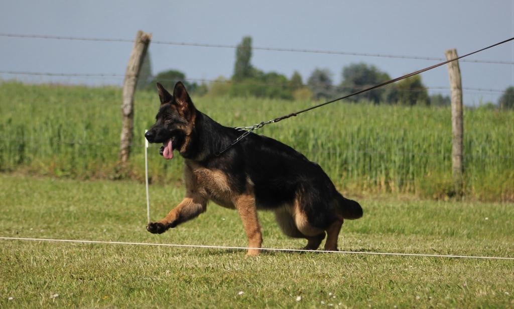 Publication : Du Montgison