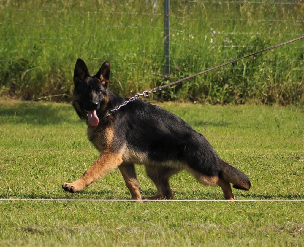 Publication : Du Montgison