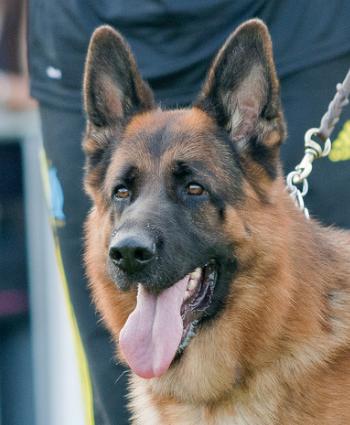 Publication : Du Montgison