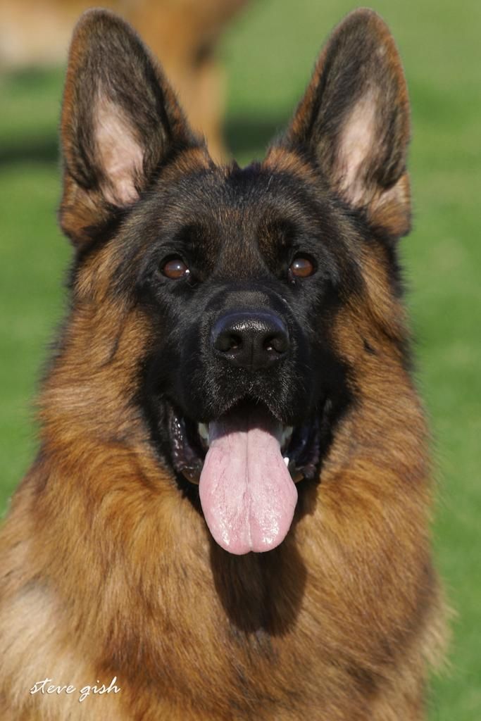 Chien Berger Allemand CH. Ronaldo du val d'Anzin