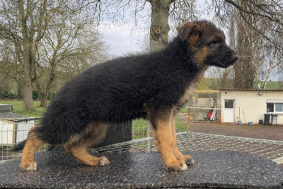 Les chiots de Berger Allemand