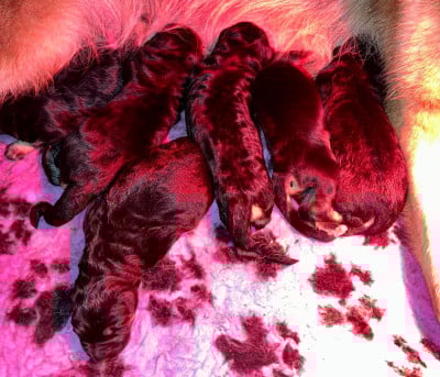 Les chiots de Berger Allemand