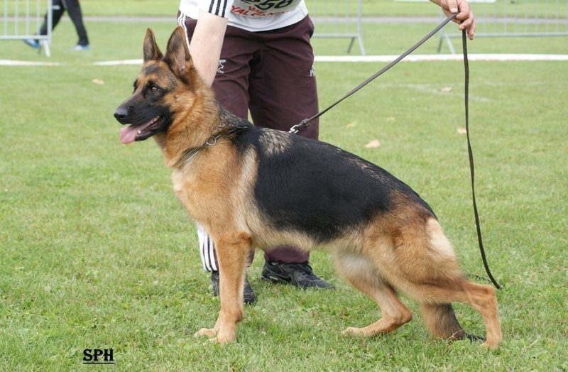 CH. Giny du val d'Anzin - 5ème Très Bon classe Jeune