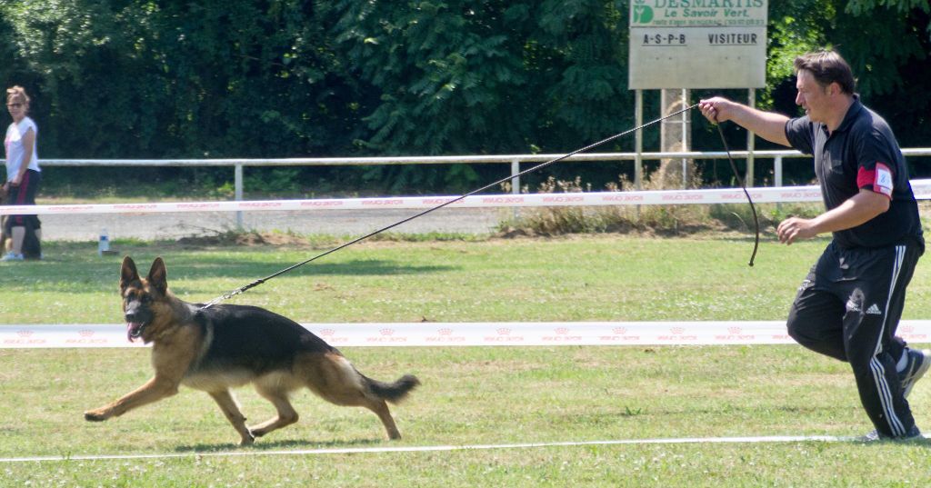 CH. Milla Du Montgison - Classe Travail : 1ère Excellente