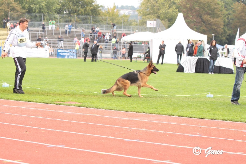 CH. Giny du val d'Anzin - SG 6 classe Jeune