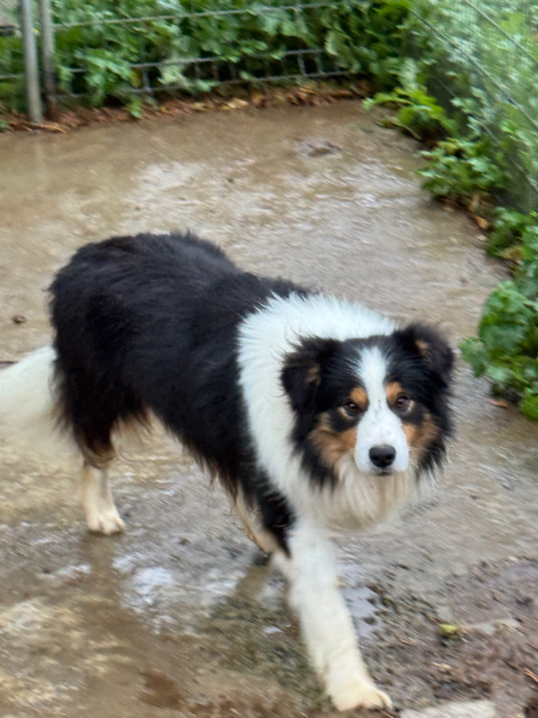 Publication : Du Pic De Nore