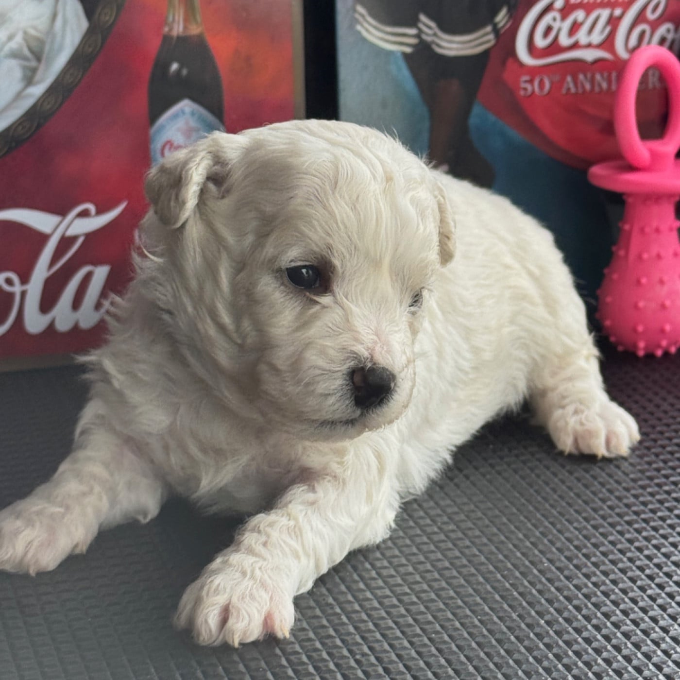 CHIOT MALE N° 2 A 6 JOURS 290 GRS