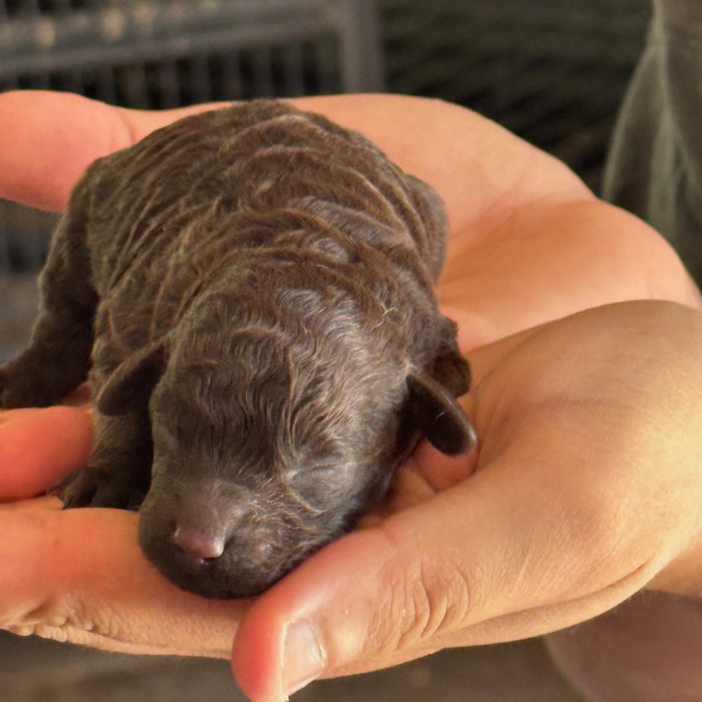 CHIOT 1