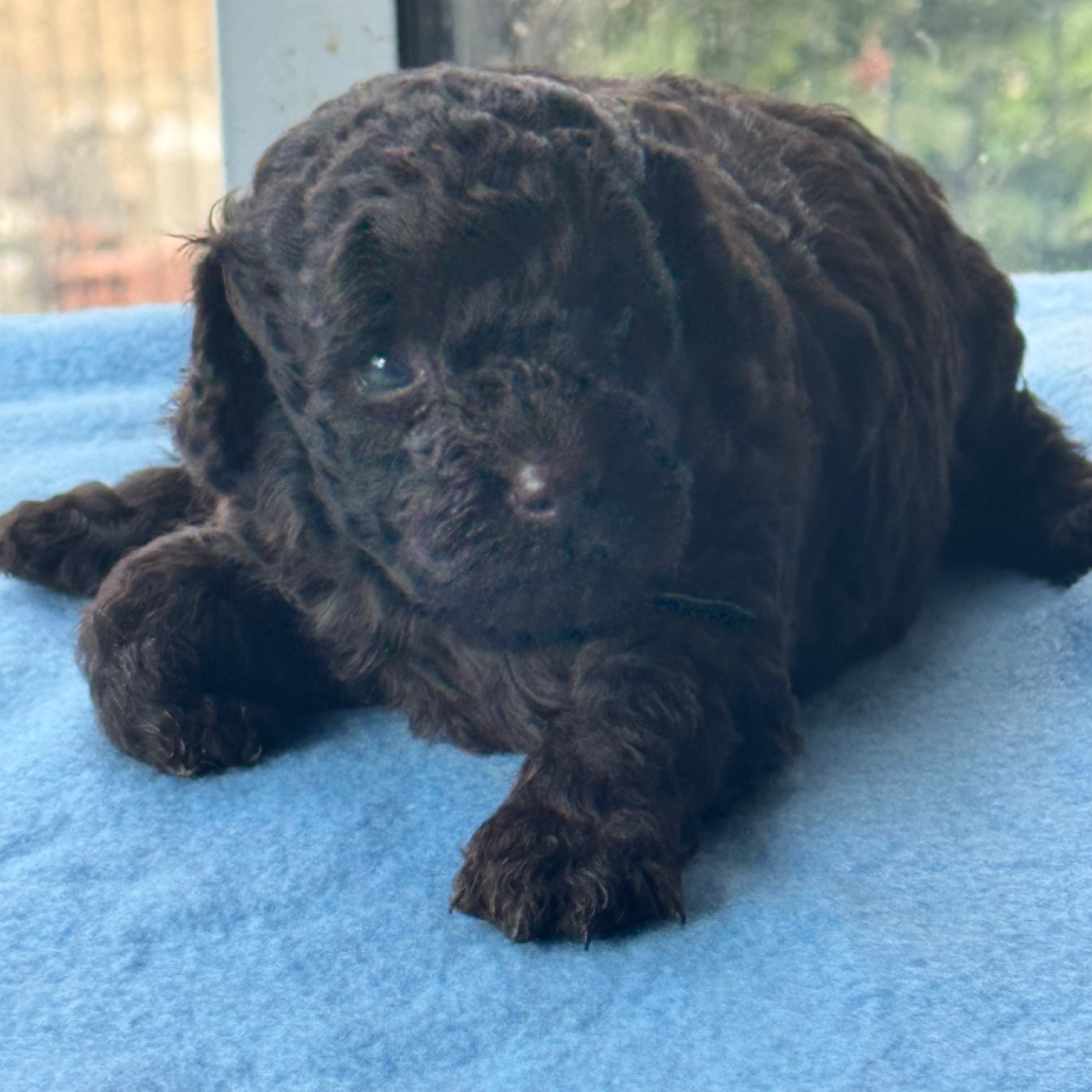 CHIOT 1