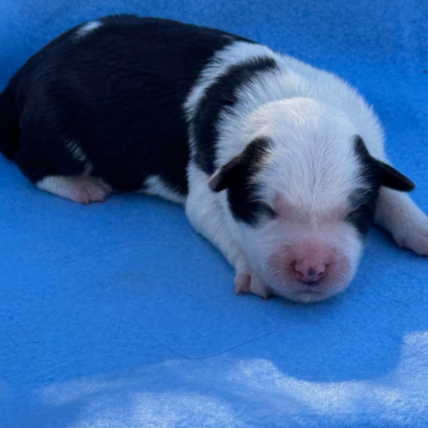 MALE N° 2 - Border Collie