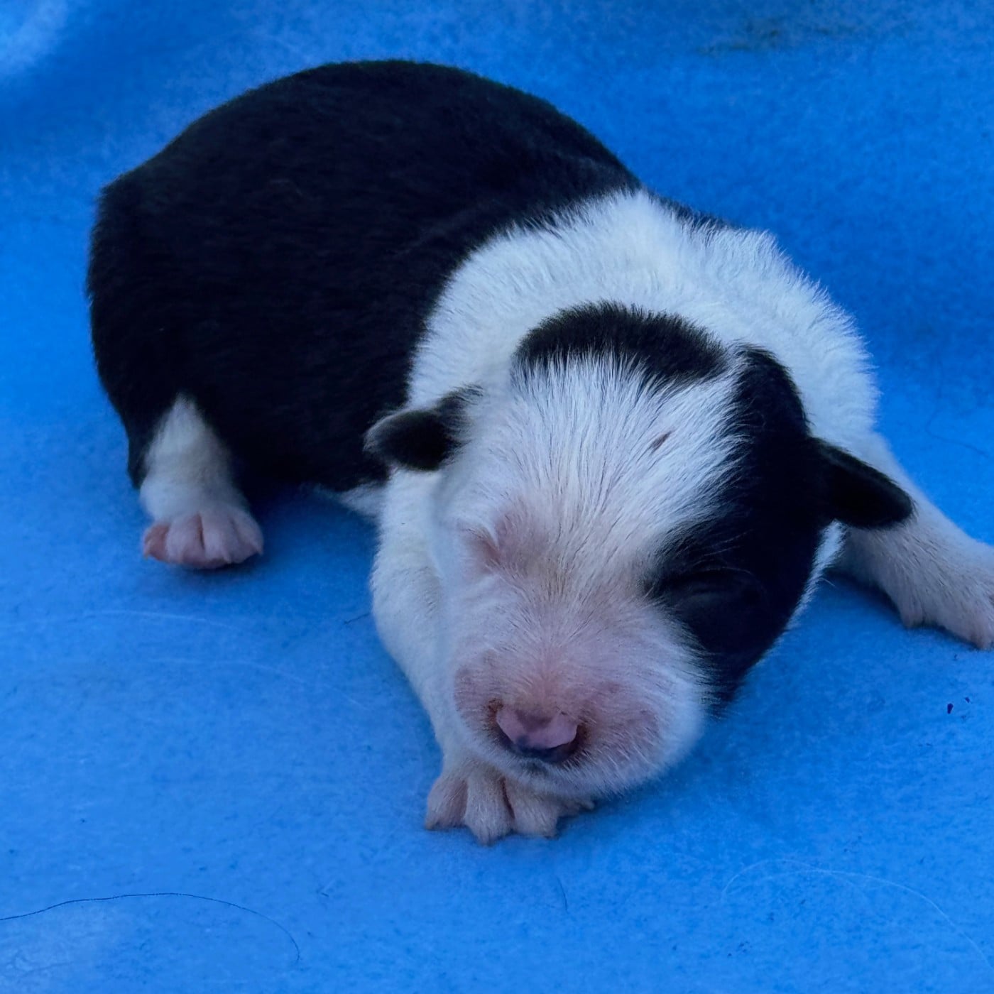 FEMELLE N° 3 - Border Collie
