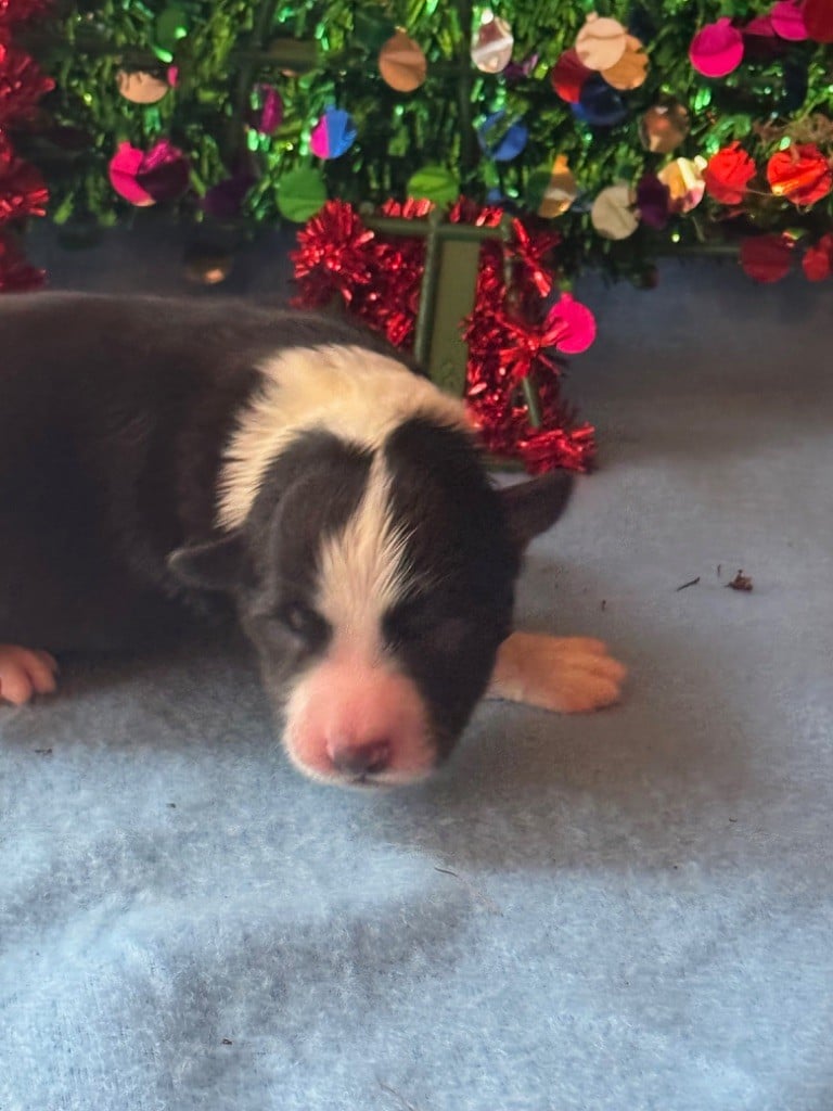 MALE N° 2 NOIR ET BLANC - Border Collie