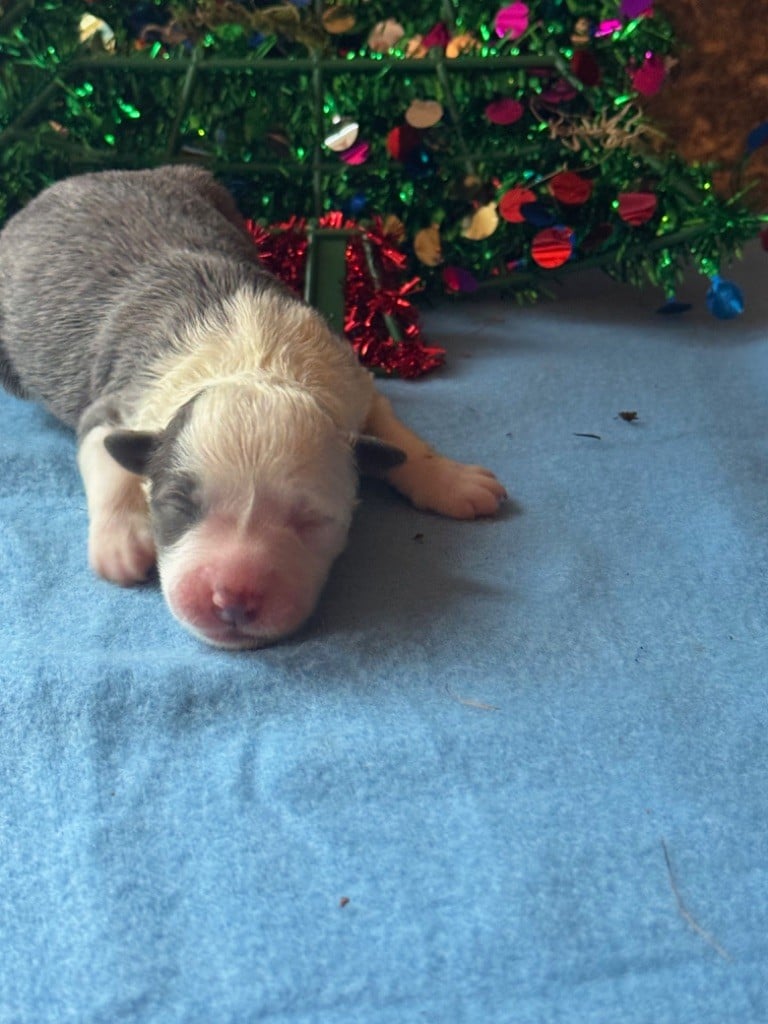 FEMELLE N° 4 RARE BLEU - Border Collie